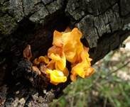 Gelber Schichtpilz-Zitterling, Foto 13