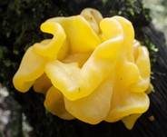 Gelber Schichtpilz-Zitterling, Foto 15