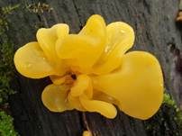 Gelber Schichtpilz-Zitterling, Foto 17