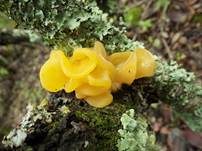 Gelber Schichtpilz-Zitterling, Foto 20