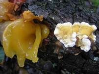 Gelber Schichtpilz-Zitterling, Foto 7
