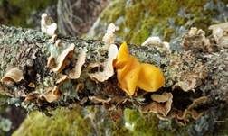 Gelber Schichtpilz-Zitterling, Foto 8