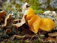 Gelber Schichtpilz-Zitterling, Foto 10