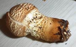 Gelbflockiger Wollstielschirmling, Foto 17