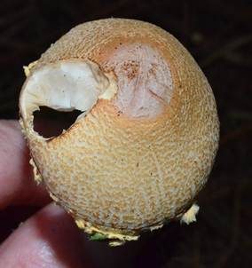 Gelbflockiger Wollstielschirmling, Foto 6