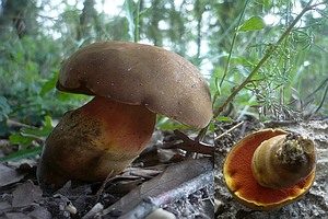 Gelbfüßiger Hexenröhrling, Foto 1