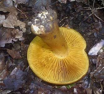 Gelbgolder Raukopf, Foto 2