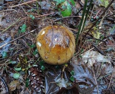 Gelbgrüner Ledertäubling, Foto 5