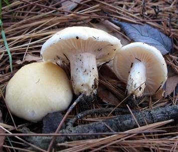 Gelbscheibiger Schneckling, Foto 5