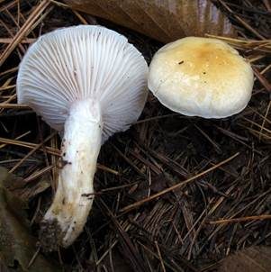 Gelbscheibiger Schneckling, Foto 6