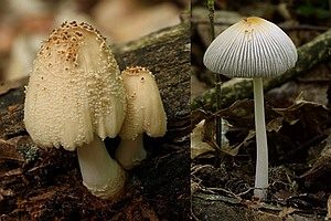 Gelbschuppiger Tintling, Foto 1