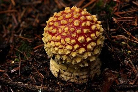 Gelbwarziger Fliegenpilz, Foto 2