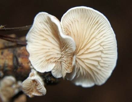 Gemeines Stummelfüßchen, Foto 3