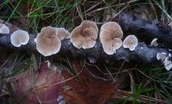 Gemeines Stummelfüßchen, Foto 20