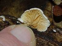 Gemeines Stummelfüßchen, Foto 26