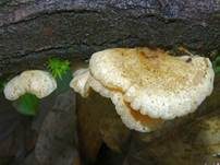 Gemeines Stummelfüßchen, Foto 9