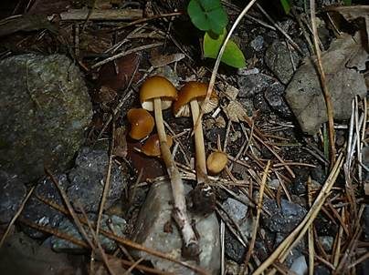 Gerandetknolliges Samthäubchen, Foto 5