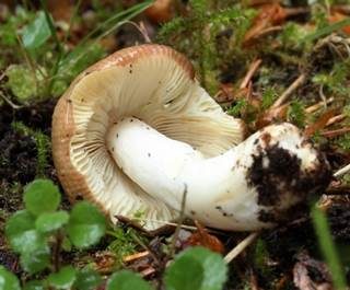 Geriefter Weichtäubling, Foto 4