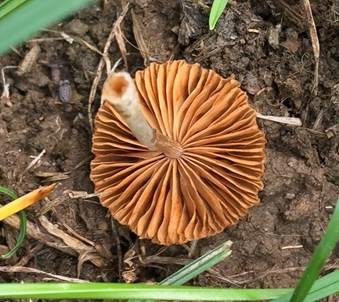 Gerieftes Samthäubchen, Foto 4