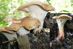 Becherförmiger Sägeblättling, Foto 1