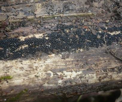 Gesäter Kohlenkugelpilz, Foto 3