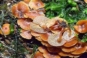Geselliger Glöckchennabeling, Foto 1