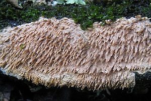 Gezähnter Reibeisenpilz, Foto 1