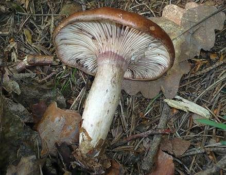 Gezonter Violettmilchling, Foto 2