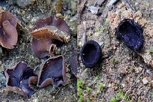 Glattsporiger Amethystbecherling, Foto 1
