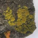 Goldfarbene Dotterflechte, Foto 7