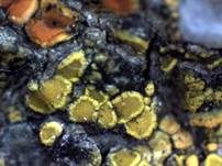 Goldfarbene Dotterflechte, Foto 10