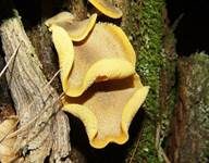 Goldgelber Holzritterling, Foto 38