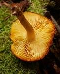 Goldgelber Holzritterling, Foto 41