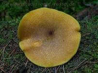 Goldgelber Holzritterling, Foto 48