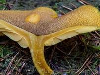 Goldgelber Holzritterling, Foto 50