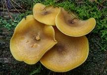 Goldgelber Holzritterling, Foto 52