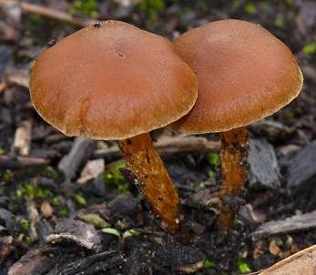 Goldgelber Raukopf, Foto 5