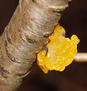 Goldgelber Zitterling, Foto 3