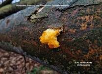 Goldgelber Zitterling, Foto 24