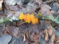 Goldgelber Zitterling, Foto 33