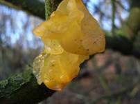 Goldgelber Zitterling, Foto 11