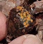 Goldgelbes Spinnwebbecherchen, Foto 12