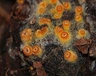 Goldgelbes Spinnwebbecherchen, Foto 13