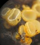 Goldgelbes Spinnwebbecherchen, Foto 10
