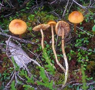 Bereifter Häubling, Foto 2