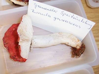 Grauender Speitäubling, Foto 4