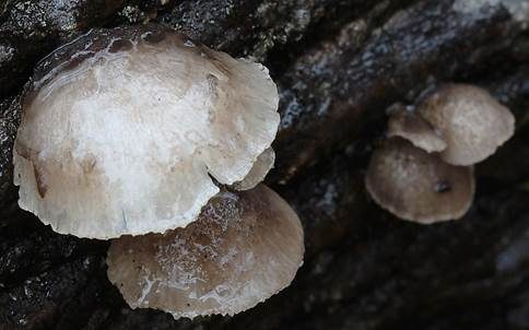 Grauer Muscheling, Foto 2