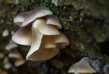 Grauer Muscheling, Foto 8