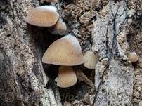 Grauer Muscheling, Foto 11