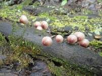 Großer Bluthelmling, Foto 35